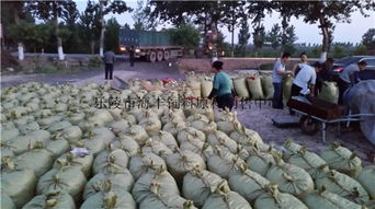 200噸飼料棗、爛棗、棗皮批發(fā) 樂陵市海豐飼料原料銷售中心價(jià)格優(yōu)勢(shì)與產(chǎn)品實(shí)拍