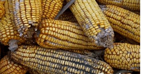 夏季飼料防霉與原料銷售策略 保障品質(zhì)，贏得市場(chǎng)